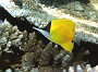 45- Poisson-papillon (Forcipiger flavissimus) - Passe de Kouare